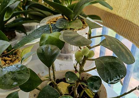 菩提盆栽怎么养