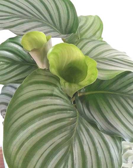 青苹果绿植怎么养