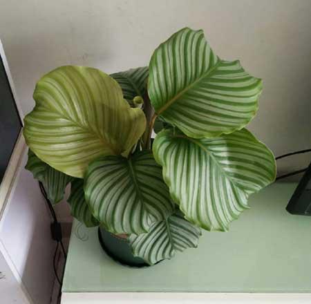 青苹果绿植怎么养