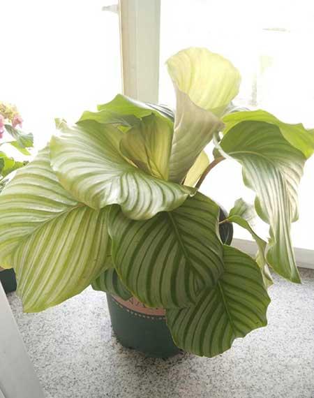 青苹果绿植怎么养