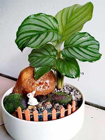 青苹果绿植怎么养