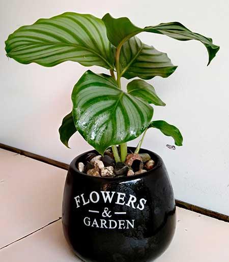 青苹果绿植怎么养