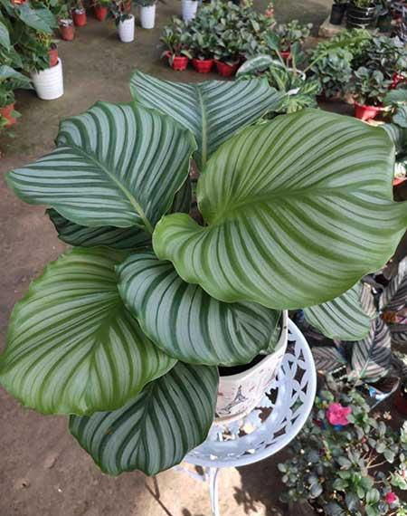 青苹果绿植怎么养