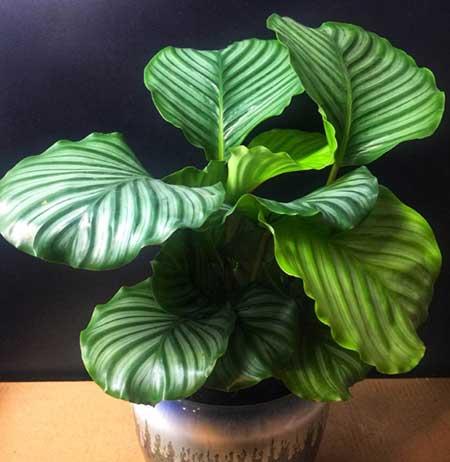 青苹果绿植怎么养