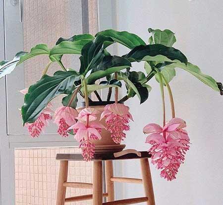 宝莲灯花卉怎么养