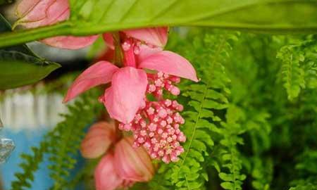 宝莲灯花卉怎么养