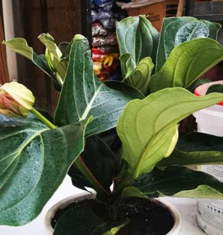 宝莲灯花卉怎么养