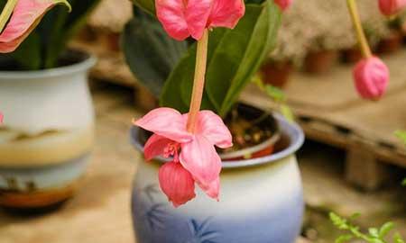 宝莲灯花卉怎么养