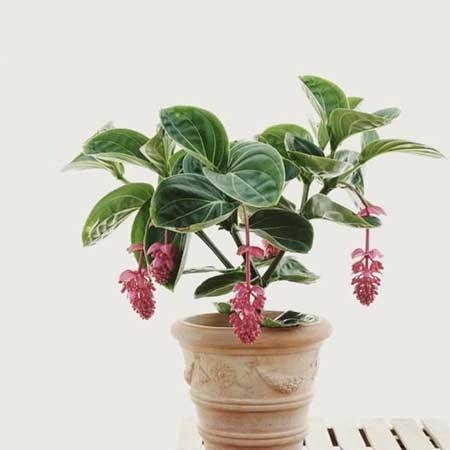 宝莲灯花卉怎么养