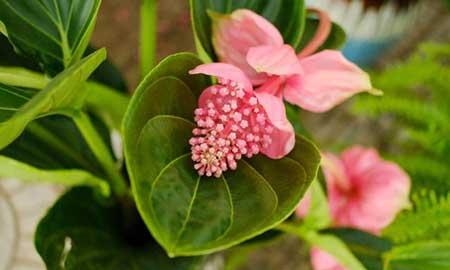 宝莲灯花卉怎么养