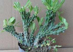 玉麒麟花卉的养殖方法