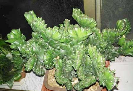 玉麒麟花卉的养殖方法