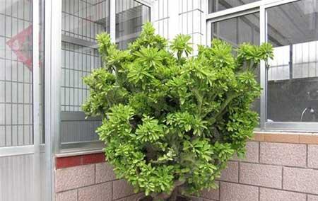 玉麒麟花卉的养殖方法