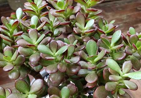客厅养什么绿植最旺家