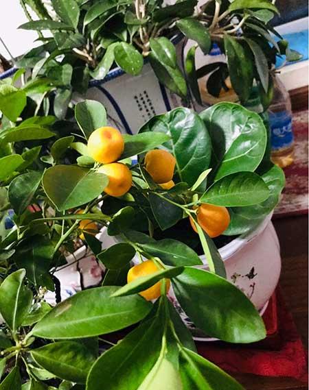 客厅养什么绿植最旺家