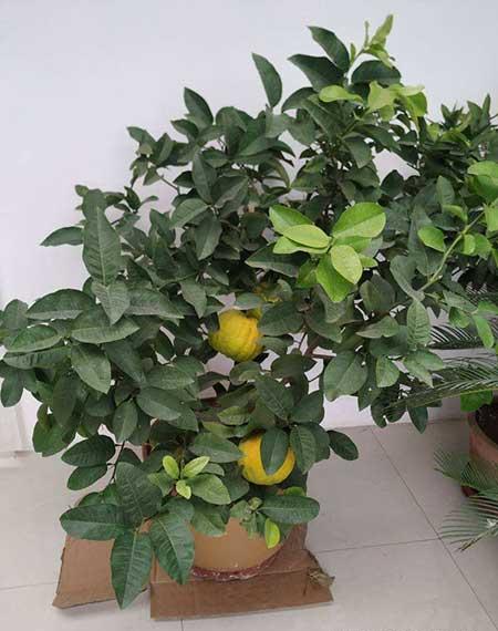客厅养什么绿植最旺家