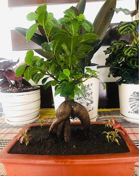 客厅养什么绿植最旺家