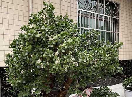 家中养什么花风水好对身体好