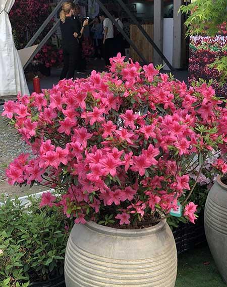 属猪养啥花旺财又旺运
