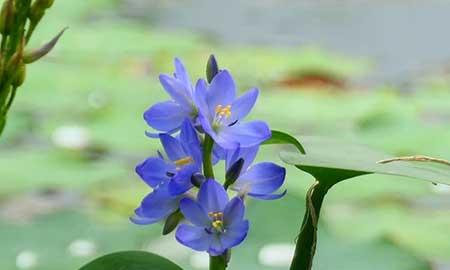 能养在水里的植物