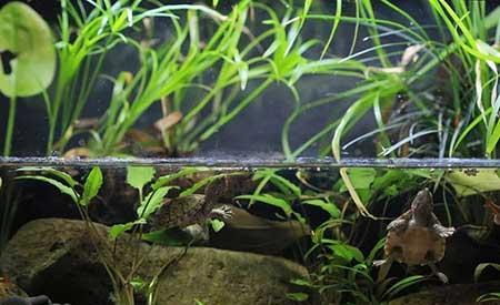 龟缸里养什么植物最好