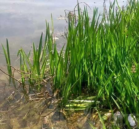 龟缸里养什么植物最好