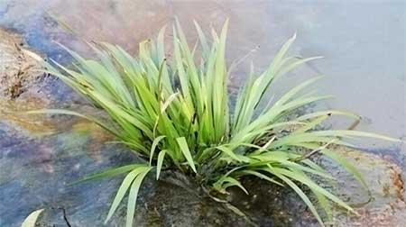 龟缸里养什么植物最好
