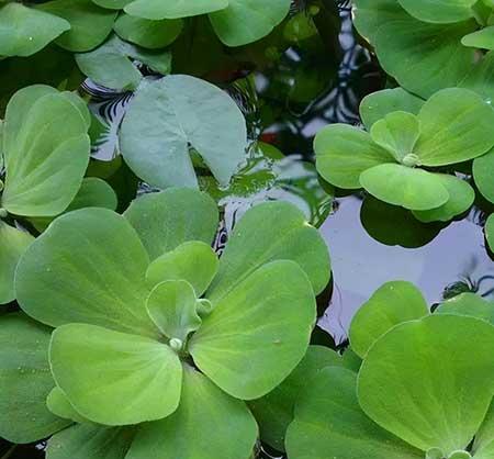 龟缸里养什么植物最好