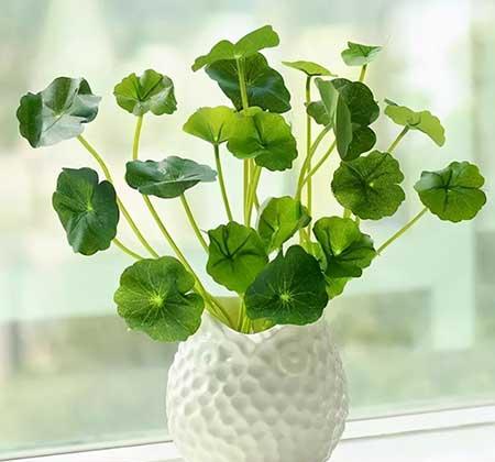 龟缸里养什么植物最好