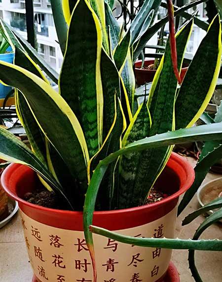 房间养什么绿植比较好
