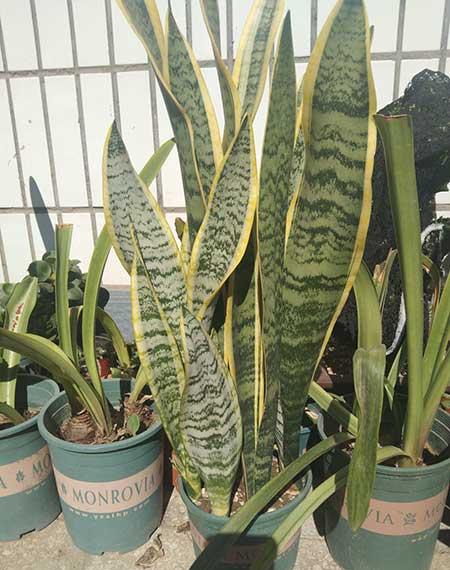房间养什么绿植比较好