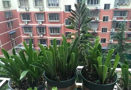 落地生根盆栽怎么养
