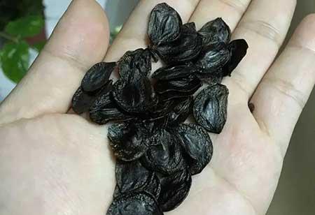 落地生根盆栽怎么养