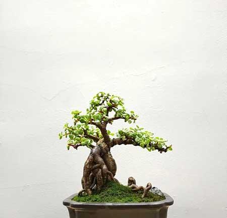家里最好养的花卉排名