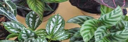 青苹果花卉怎么养殖