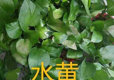 懒人养什么花比较好