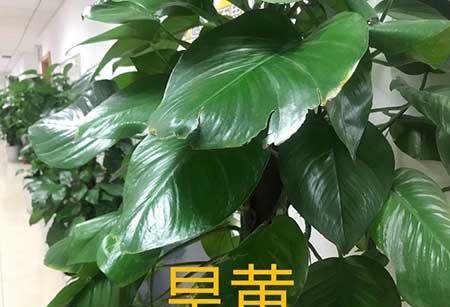 懒人养什么花比较好