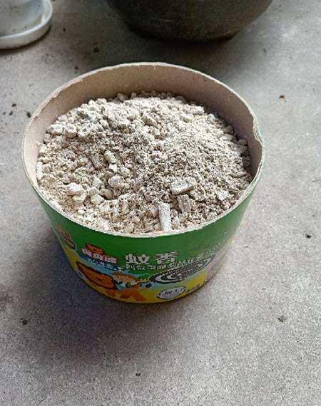 蚊香灰可以养哪些绿植