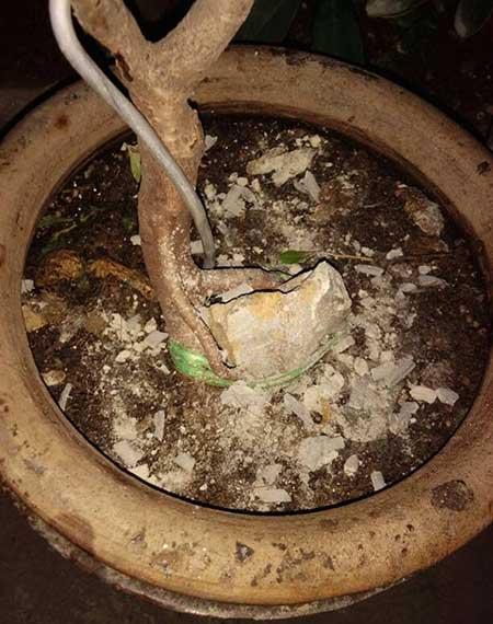 蚊香灰可以养哪些绿植