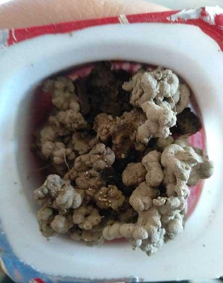 蚊香灰可以养哪些绿植