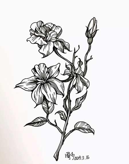 花卉怎么画