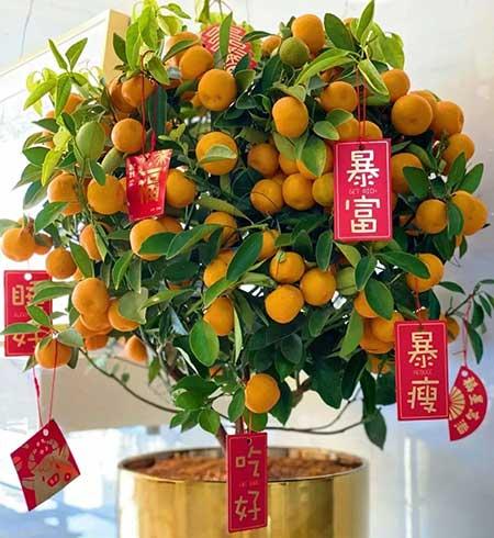 适合在家里养的花