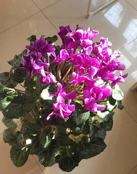 家里可以养什么花