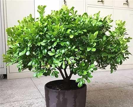 室内养什么花