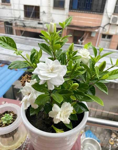 室内养什么花