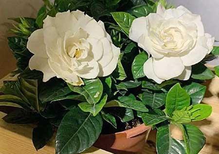 室内养什么花
