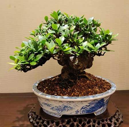 室内养什么花