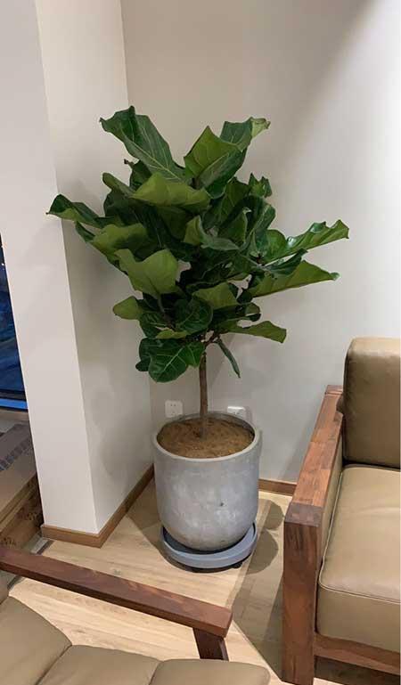 什么花适合在客厅养