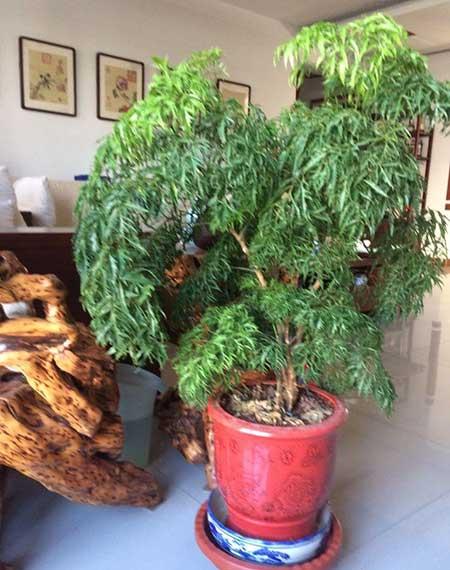养绿植的心情优美句子