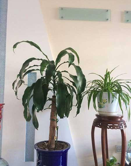 养绿植的心情优美句子